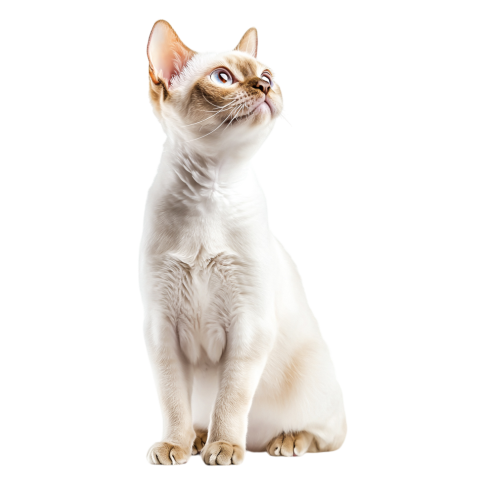 Elegant White Cat with Blue Eyes Posing Gracefully in Bright Studio Light png