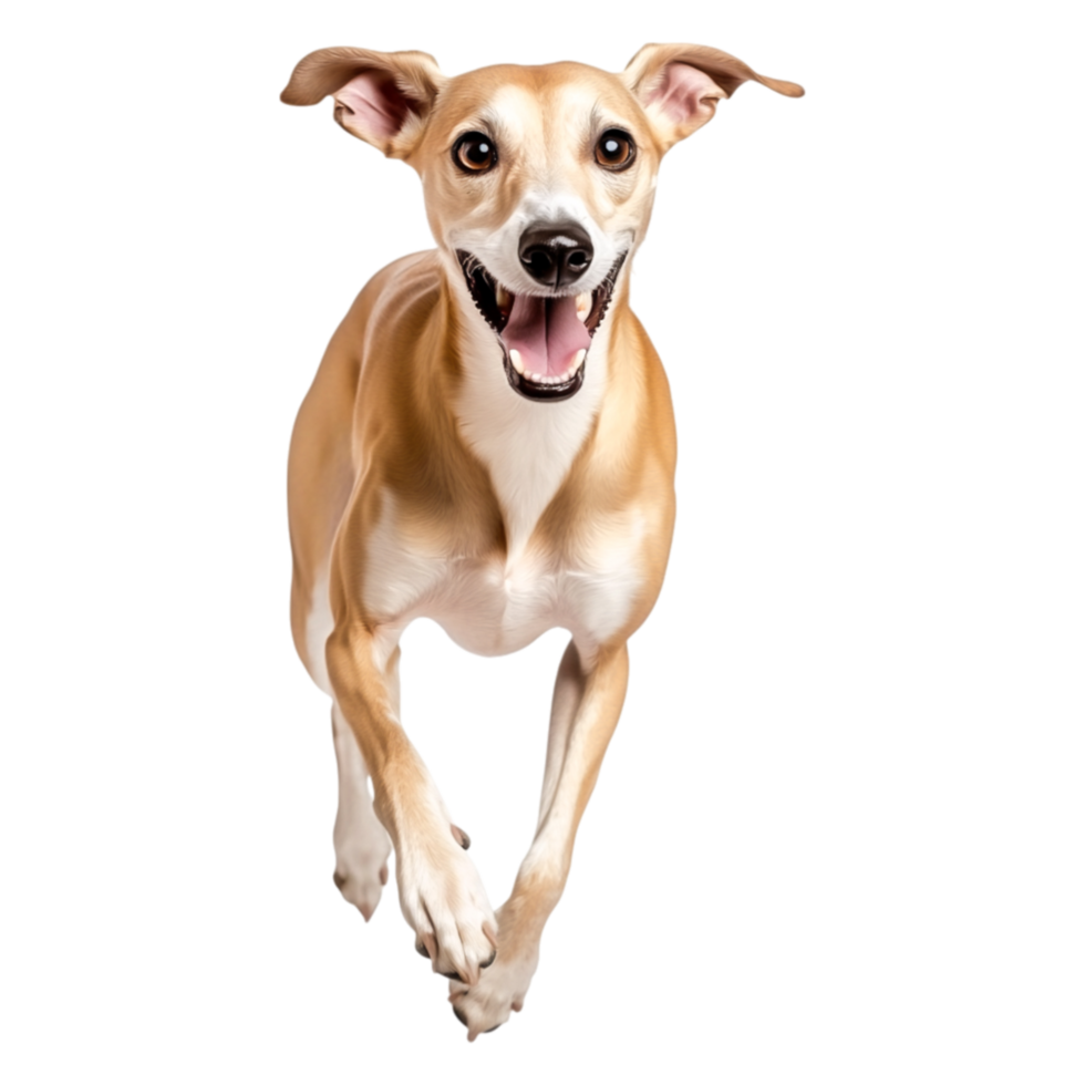 Energetic Greyhound Running Joyfully in Front of png