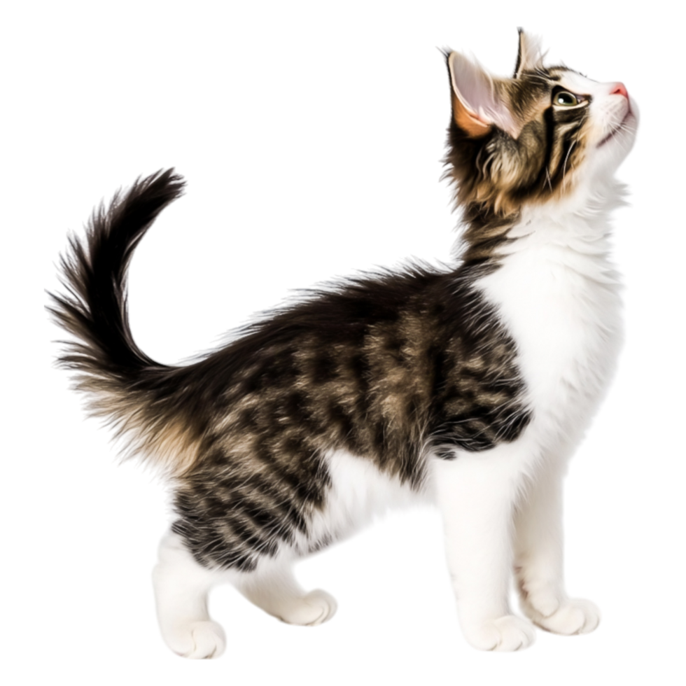 Playful Tabby Cat with Beautiful Fur Looking Up Against a png