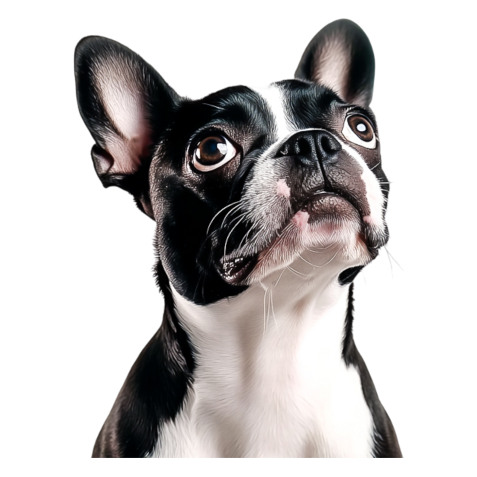 Portrait of a Curious Black and White Boston Terrier closeup Looking Upwards png