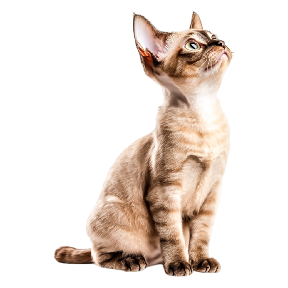 Alert Cat with Beautiful Blue Eyes Sitting Gracefully in Profile Position png