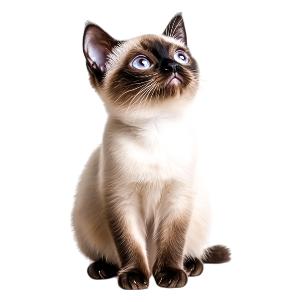 Adorable Siamese Cat with Blue Eyes Sitting and Looking Upward png