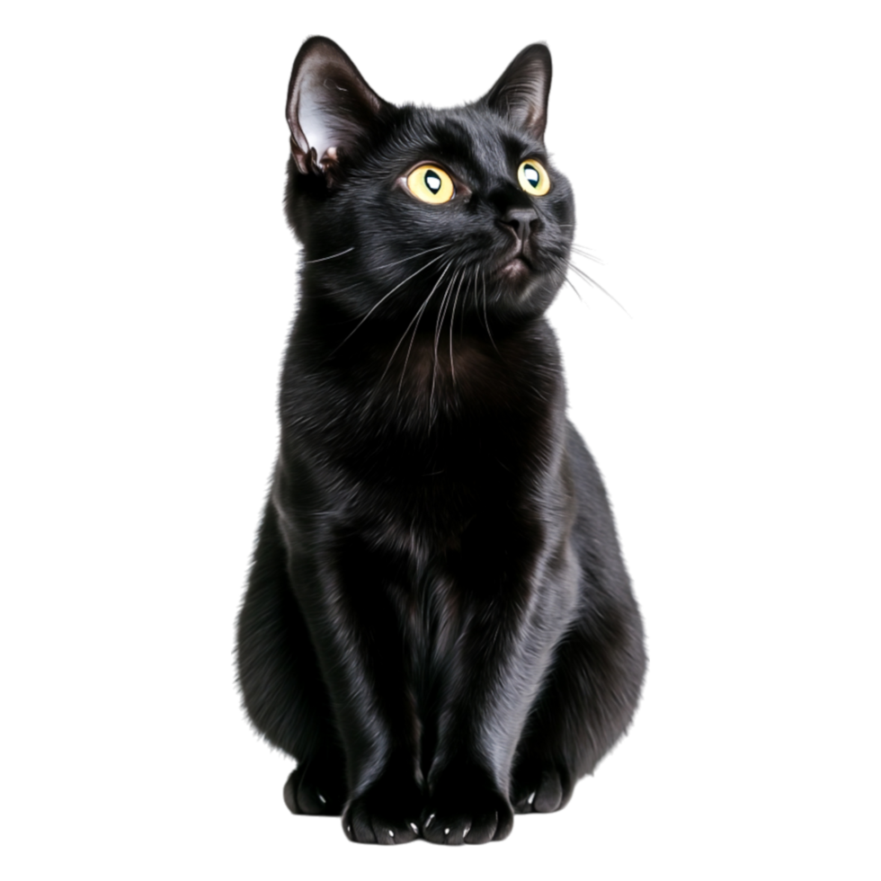 Majestic Black Cat Sitting with Bright Yellow Eyes and Alert Posture png