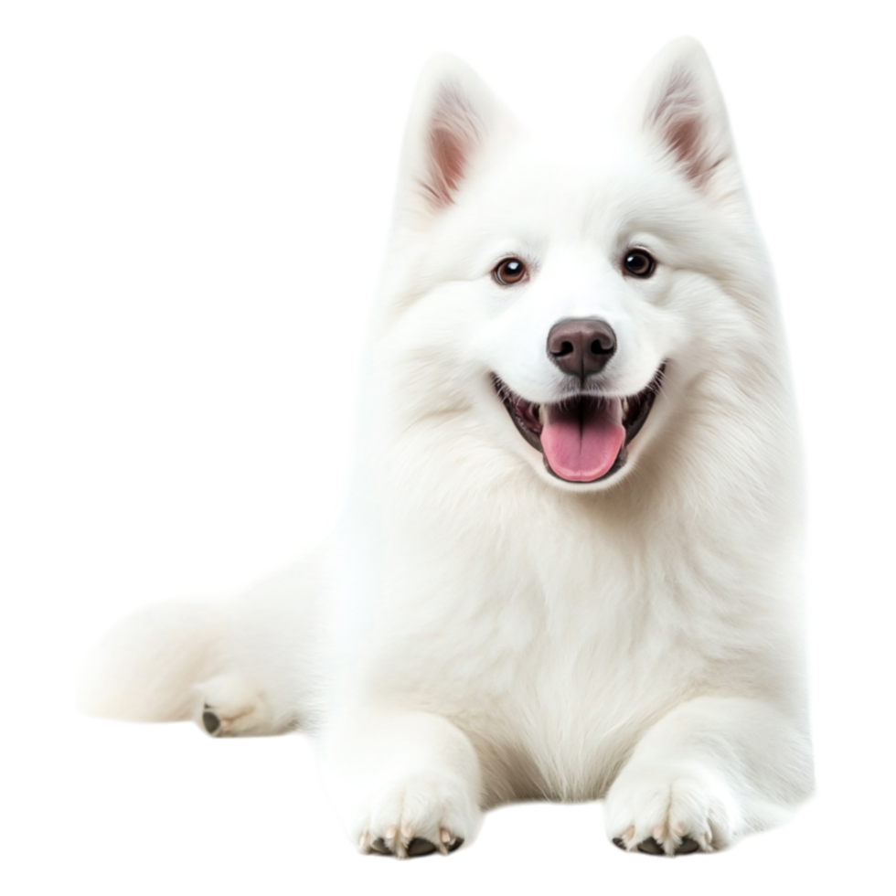 Happy and Friendly Samoyed Dog Relaxing png