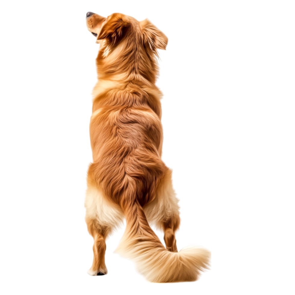 Golden Dog Sitting Outdoors Facing Away with Fluffy Tail and Ears png