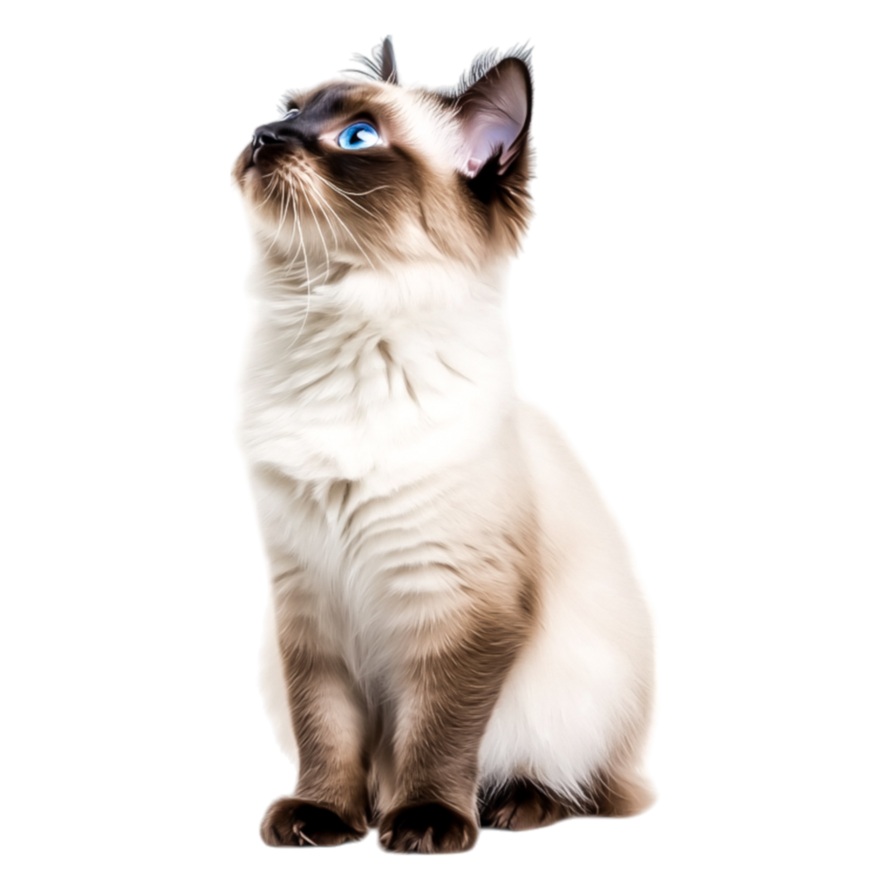 Elegant Siamese Cat with Striking Blue Eyes Posing Gracefully for Portrait png