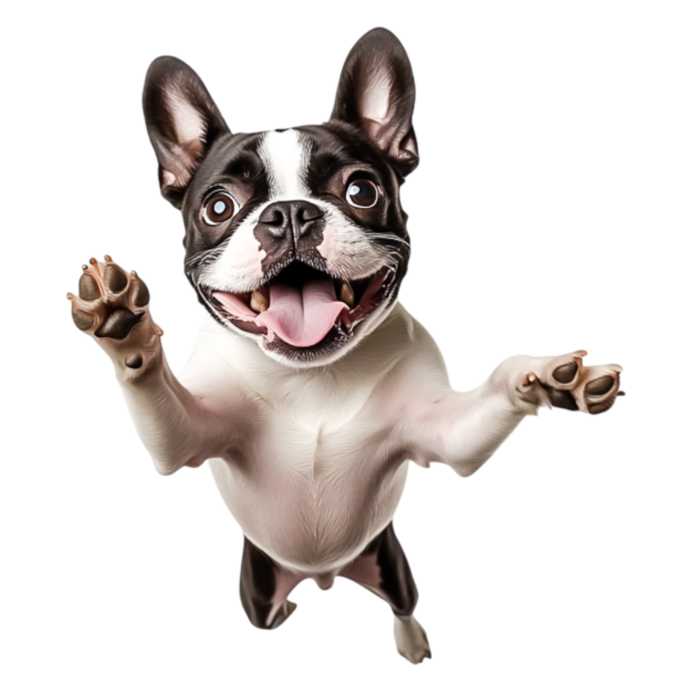 Playful and Happy French Bulldog with Excited Expression in closeup View png