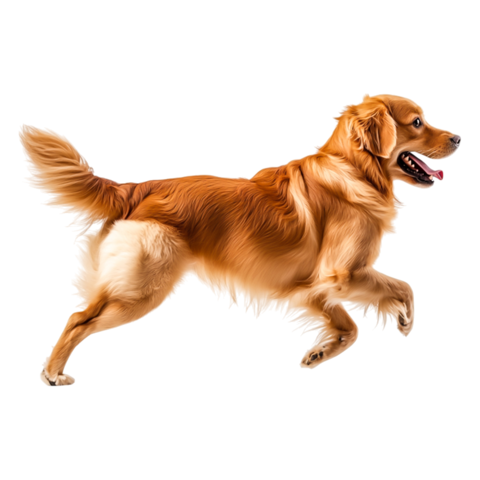 Playful Golden Retriever Running in the Park with Joyful Energy png