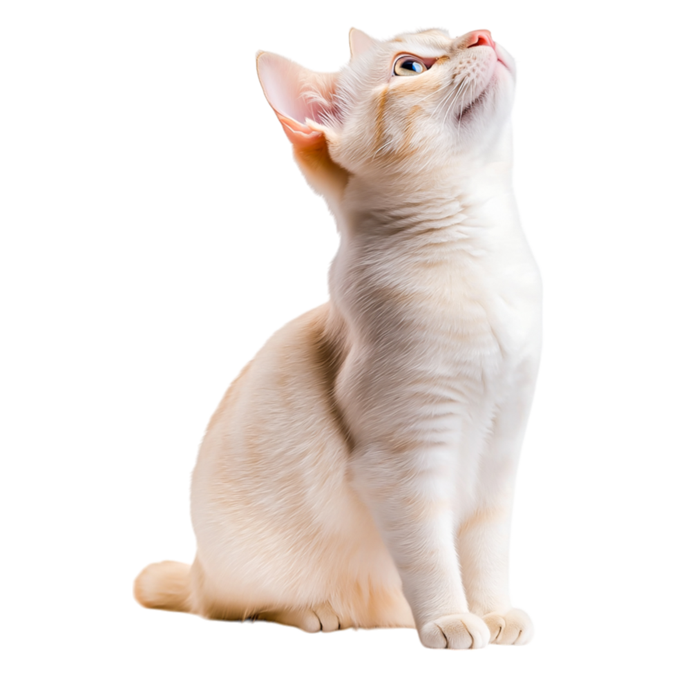 Curious White Cat With Colorful Eyes Looking Upwards in Bright Environment png