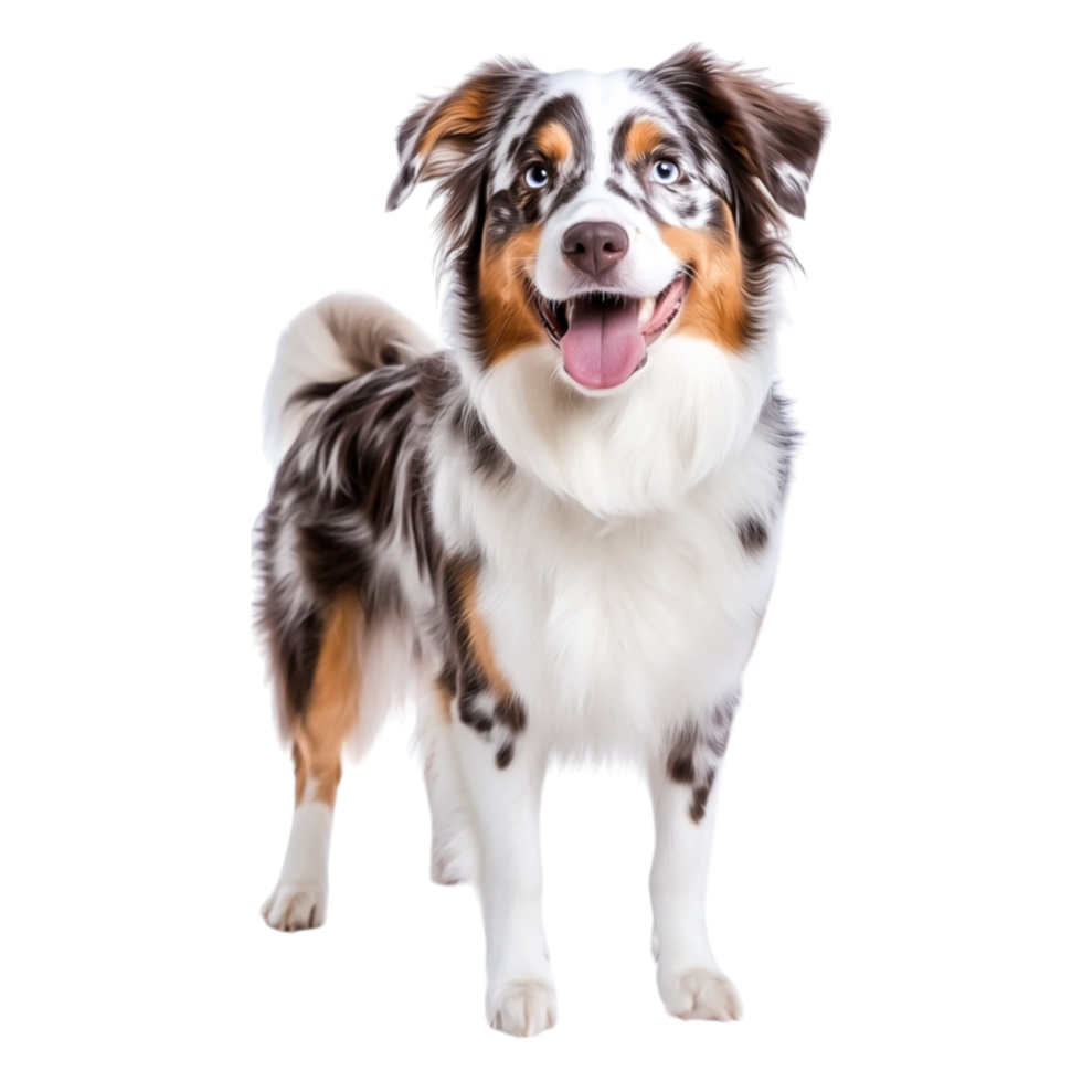 Joyful Australian Shepherd Dog with Distinctive Coat and Happy Expression png
