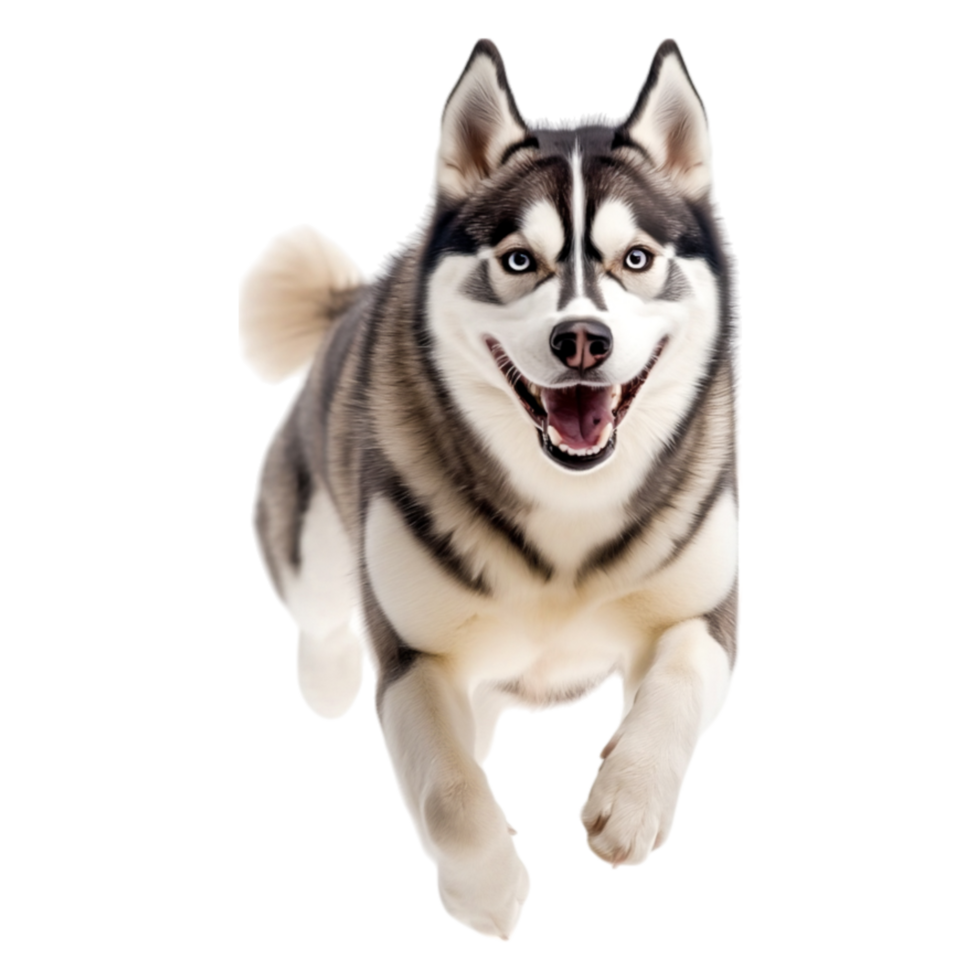 Happy Siberian Husky Running Playfully in a Bright Outdoor Environment png