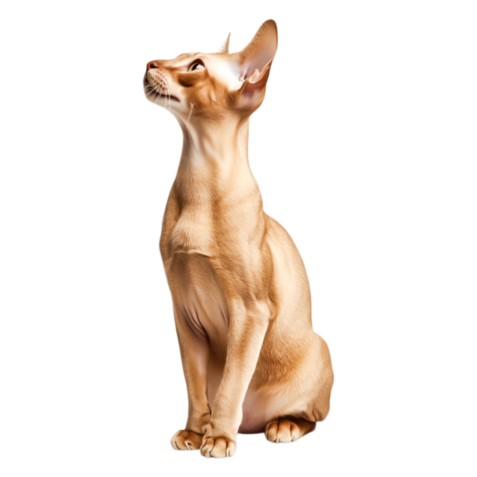 Elegant Ginger Cat Sitting and Looking Up with Curious Expression png