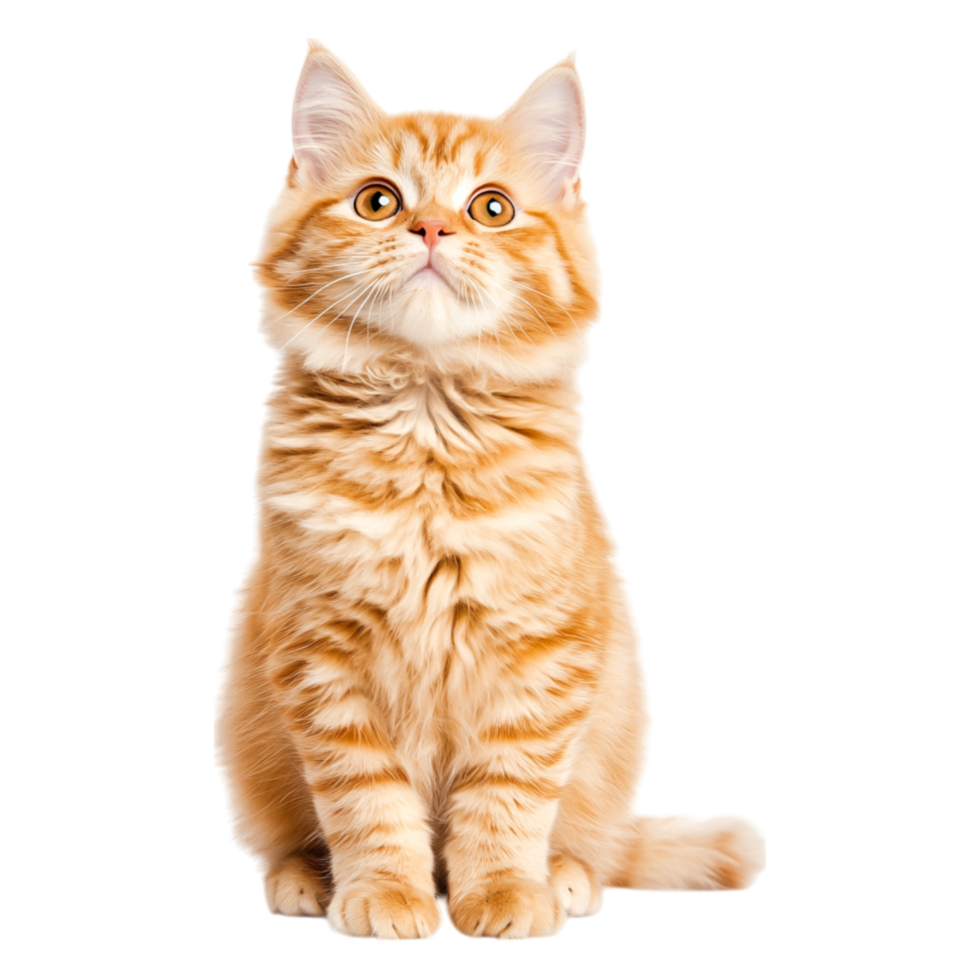 Fluffy Ginger Cat Sitting Proudly with Bright Eyes and Soft Fur png