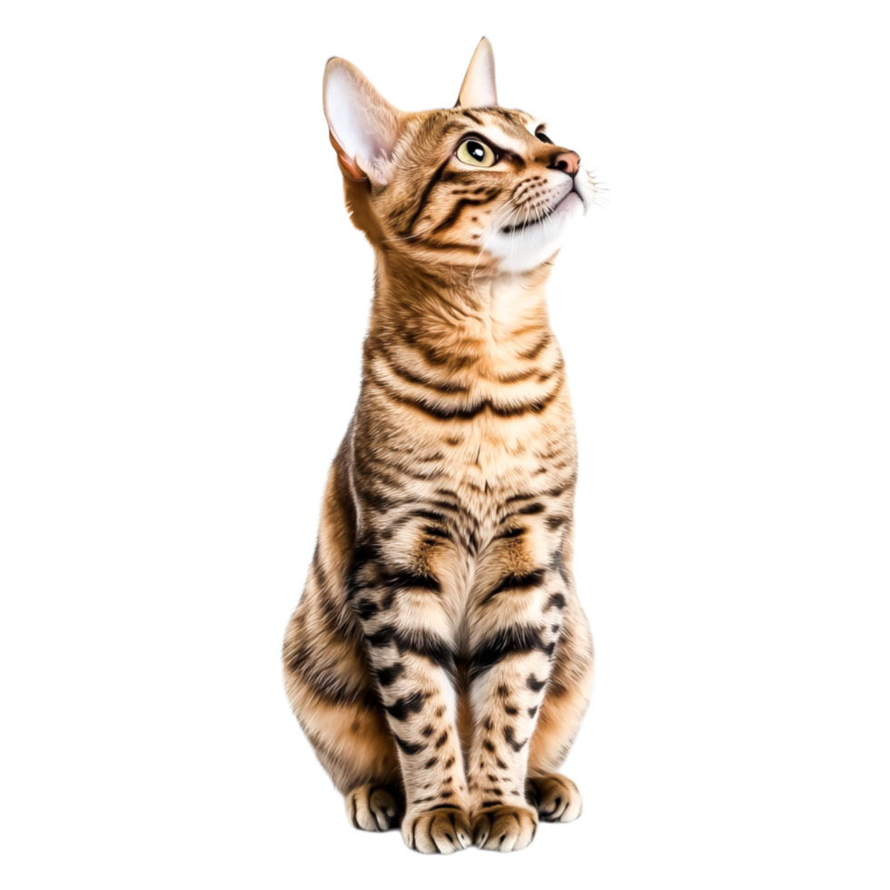 Majestic Bengal Cat Sitting Elegantly with Intense Gaze and Beautiful Coat png