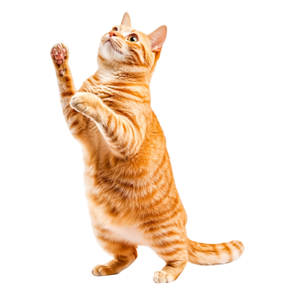 Playful Orange Cat Standing on Hind Legs Reaching for an Object png
