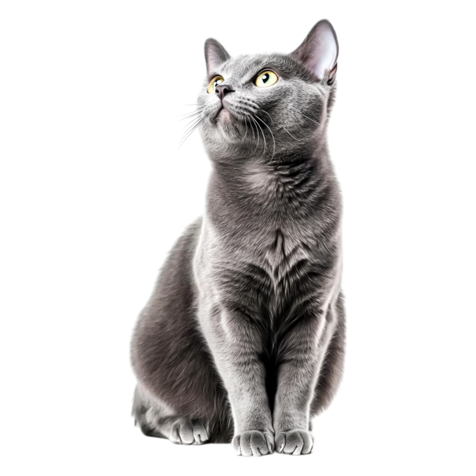 Grey Cat Sitting Elegantly with Beautiful Eyes in a Studio Environment png