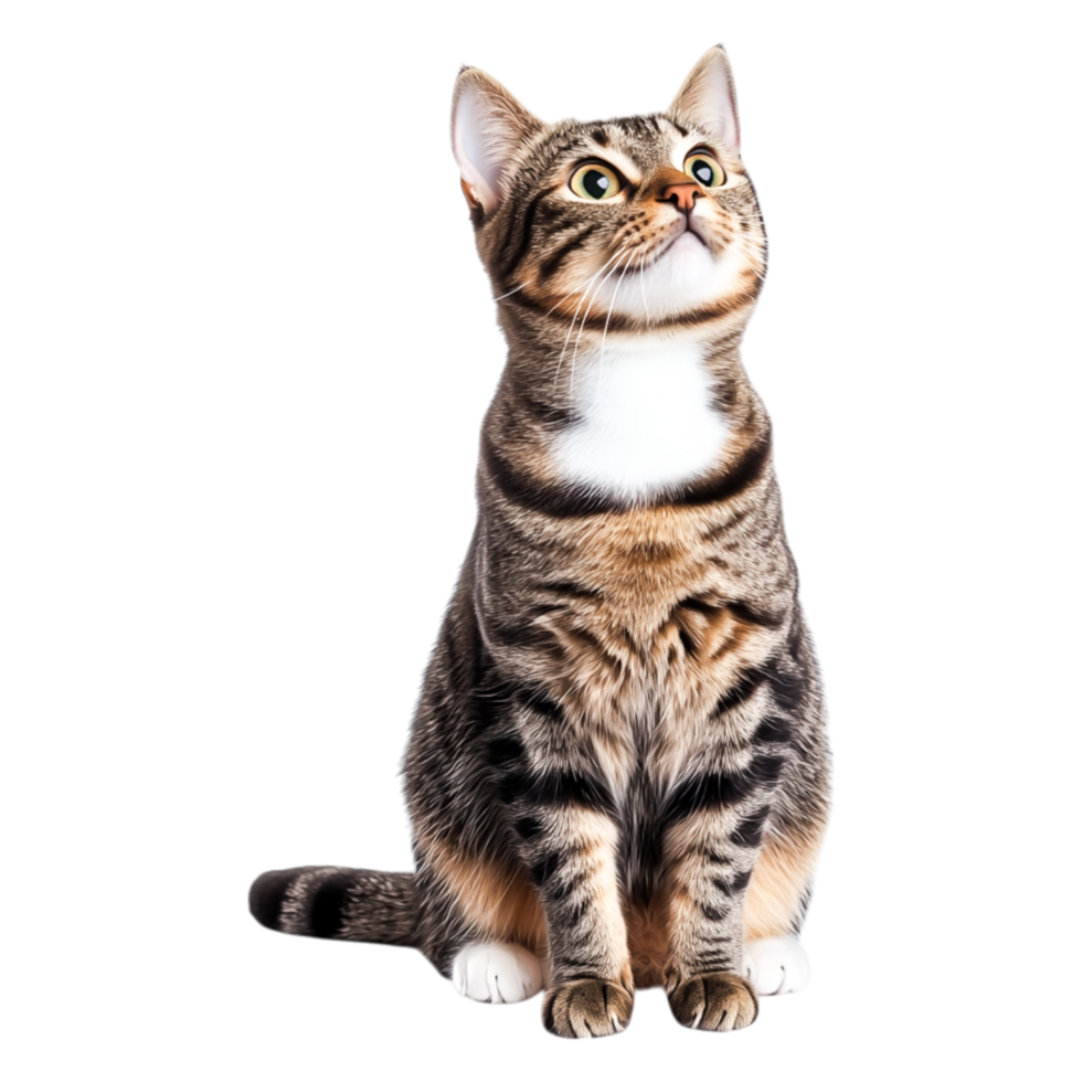 Cute and Curious Domestic Cat Sitting with a Playful Expression png