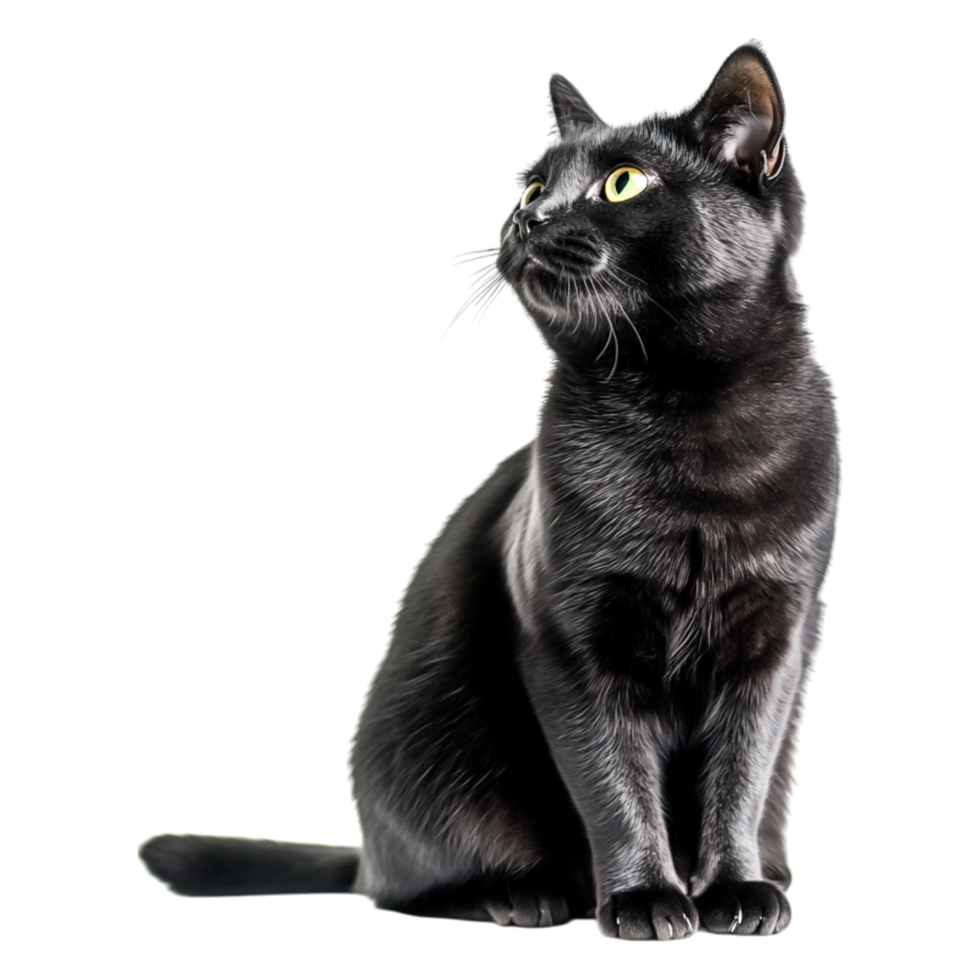Elegant Black Cat with Striking Green Eyes Against Solid png