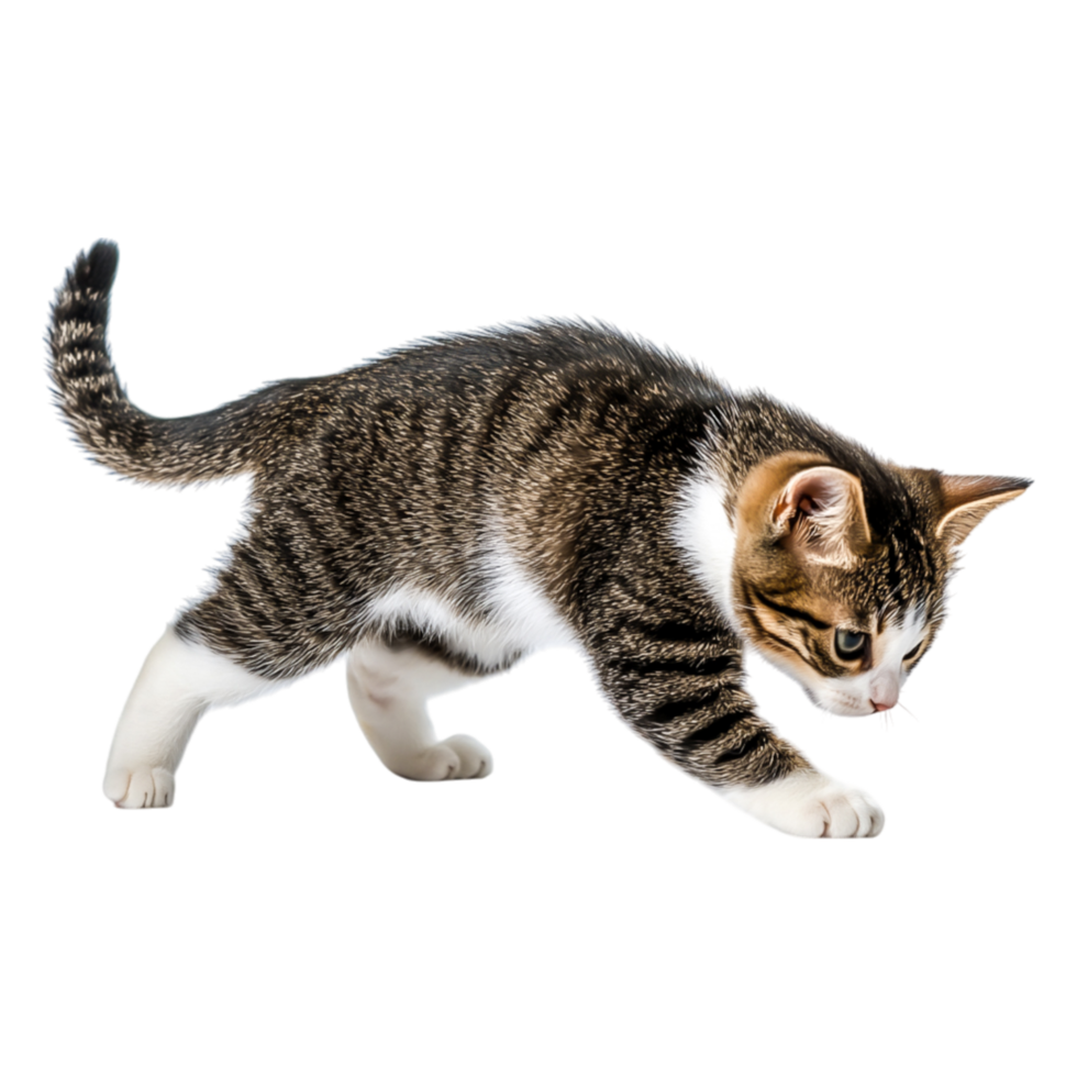 Adorable Tabby Cat Playfully Running Across a Bright png