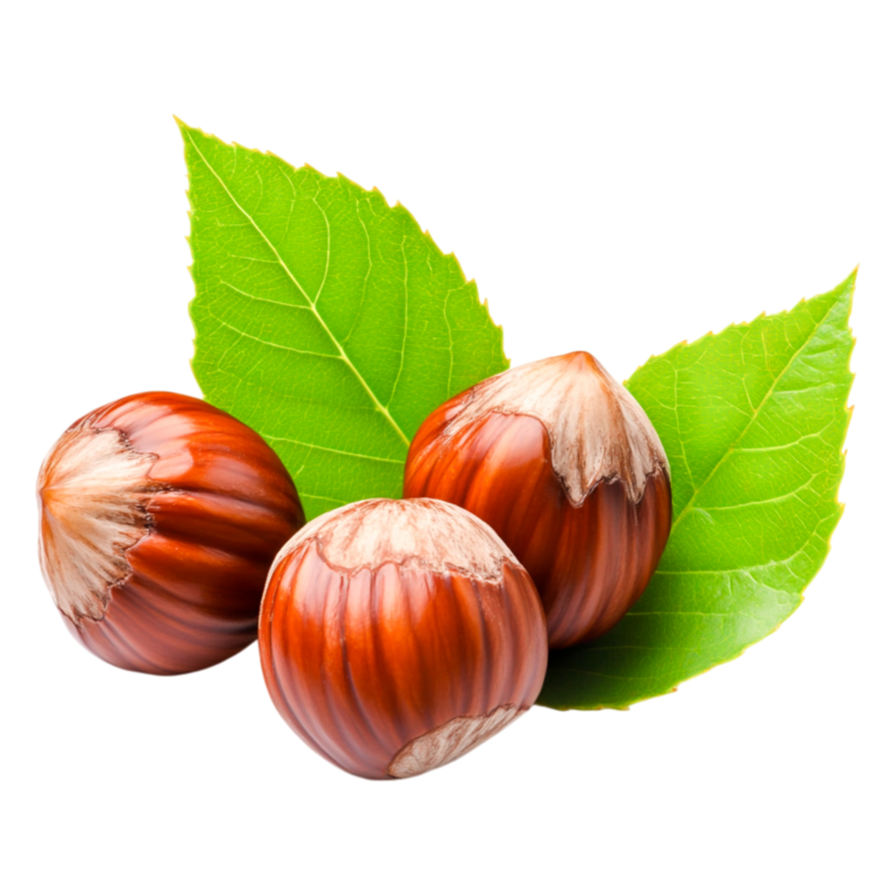 Fresh Hazelnuts with Green Leaves Isolated on png