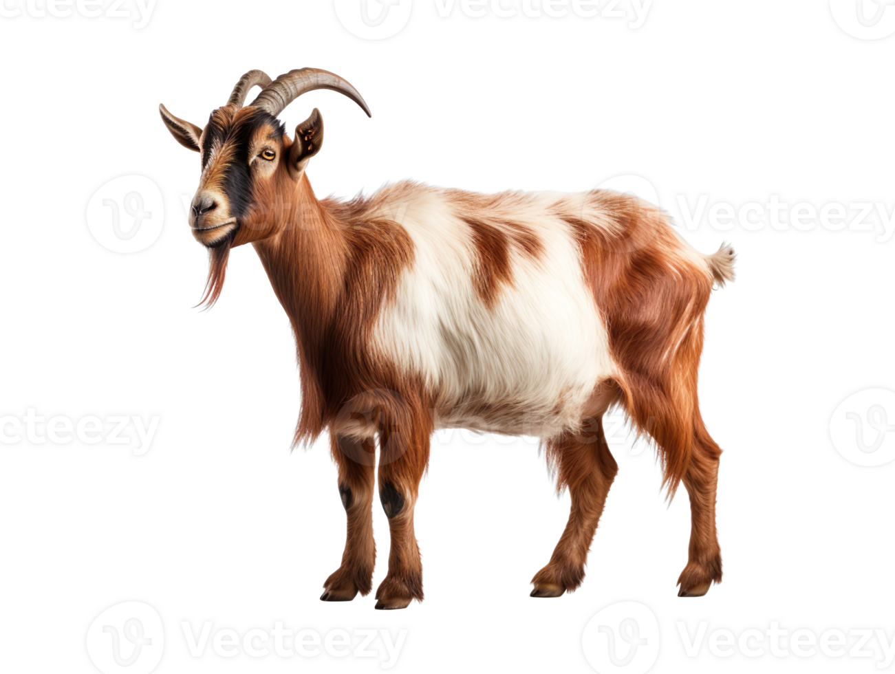 A brown and white goat with horns isolated on transparent background png