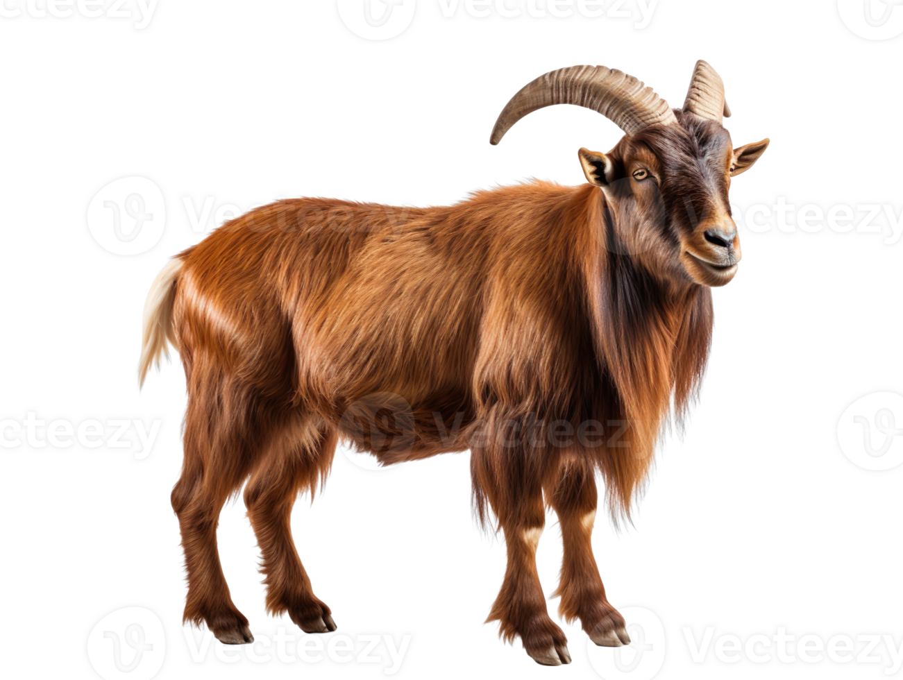 A brown goat with horns isolated on transparent background png