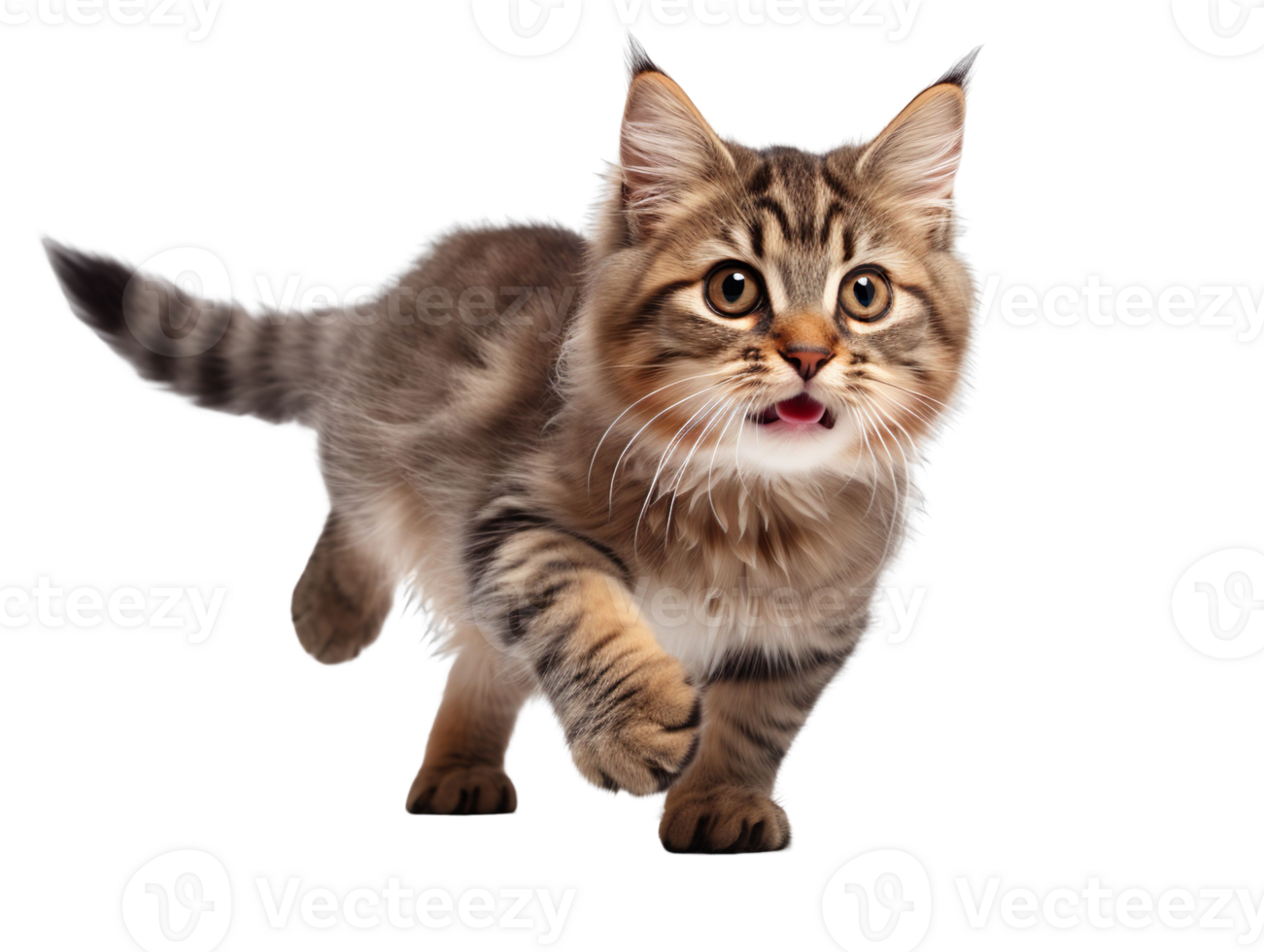 a cat is running isolated on transparent background png