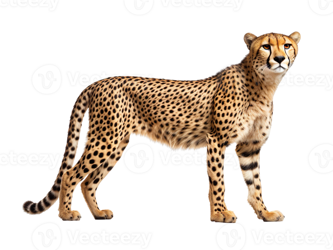 A cheetah isolated on transparent background png