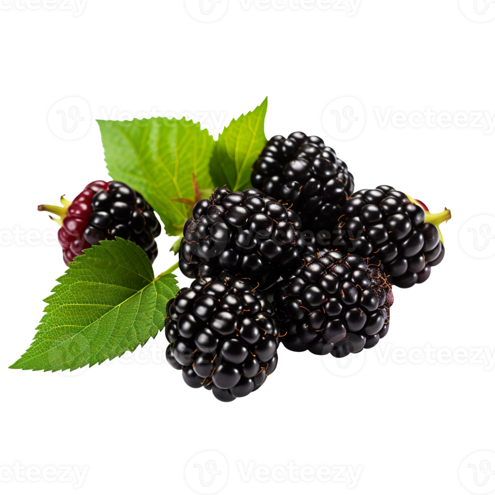 a bunch of blackberries with green leaves isolated on transparent background png