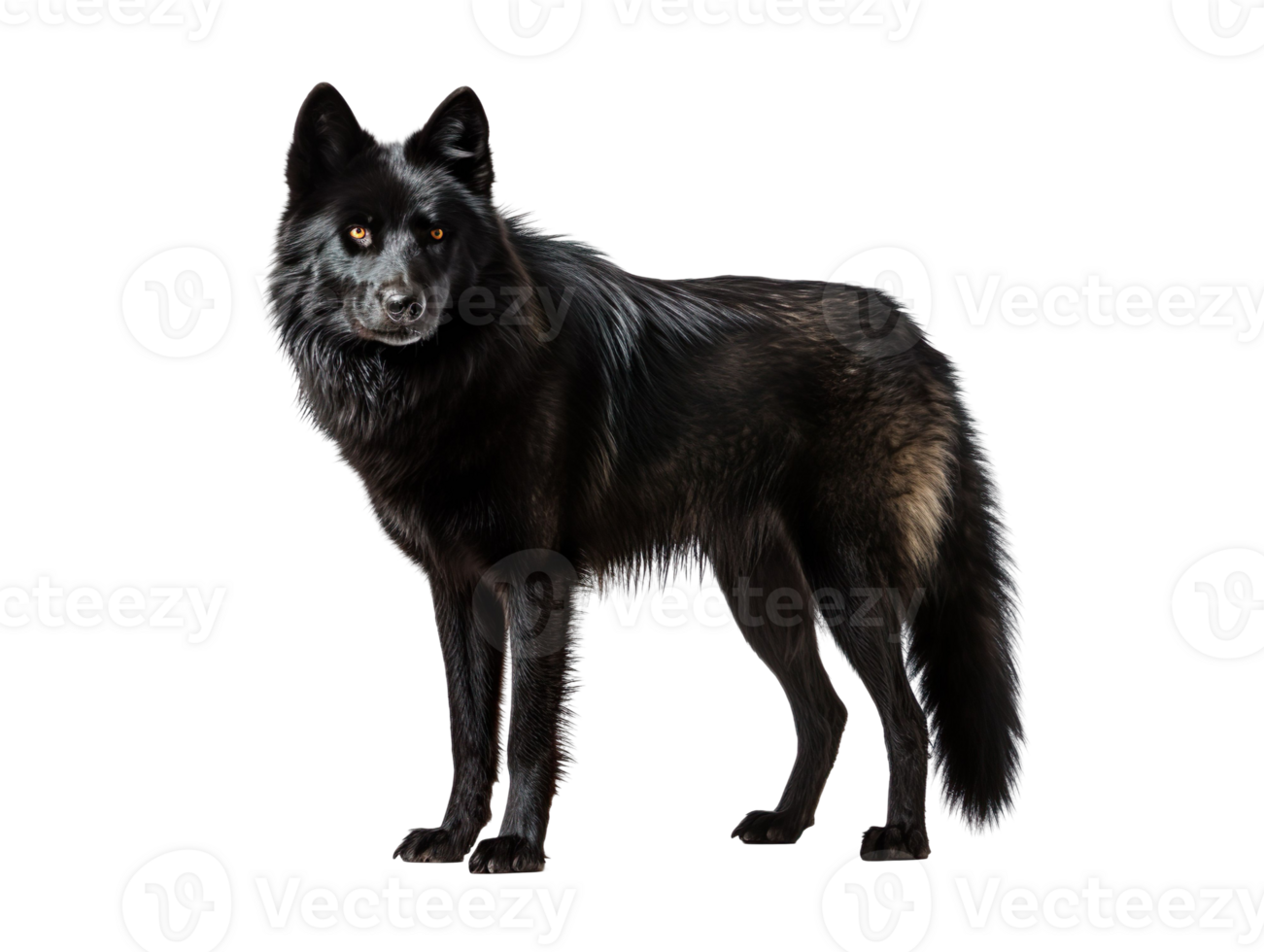 a black wolf isolated on transparent background png