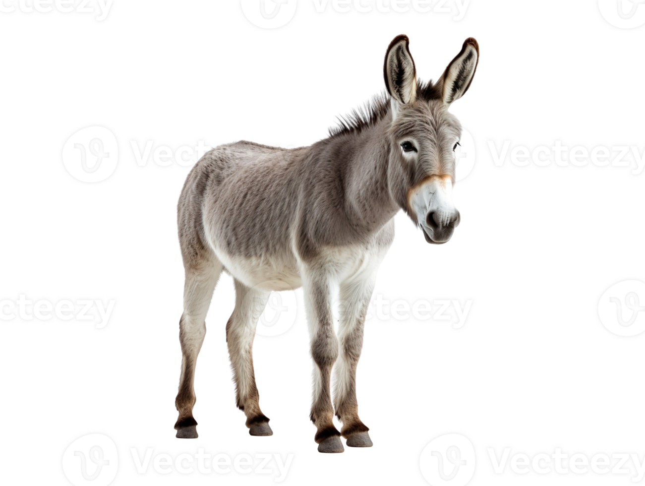 a funny donkey isolated on transparent background png