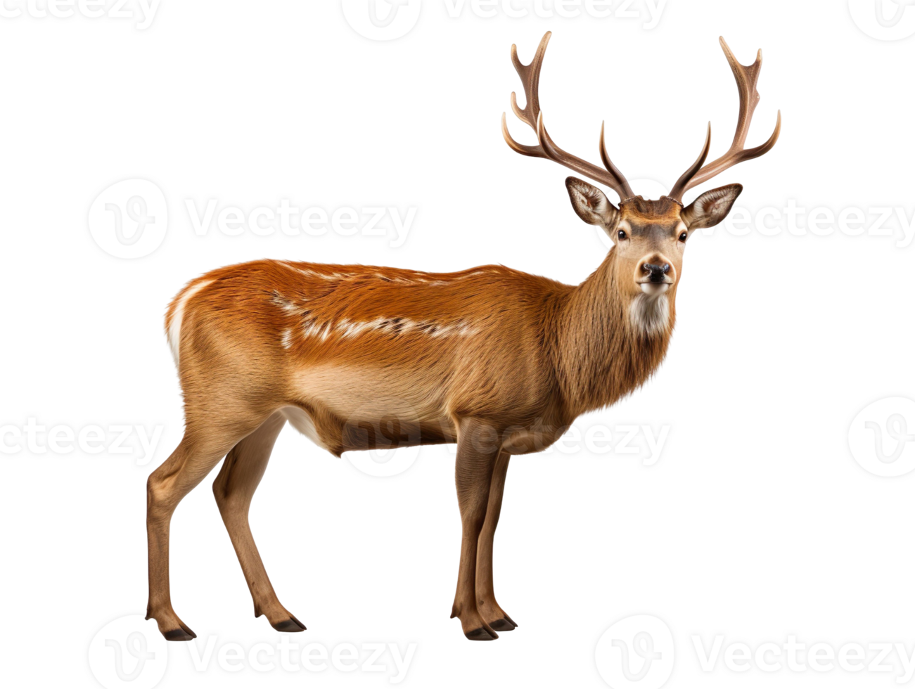 a Male Deer With Large Antlers isolated on transparent background png