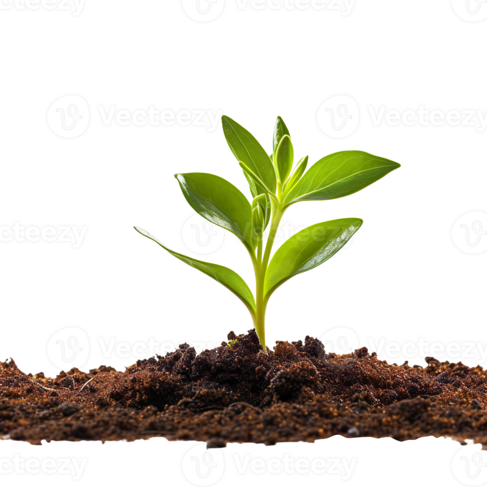 a Green Sprout Growing from the Soil isolated on transparent background png