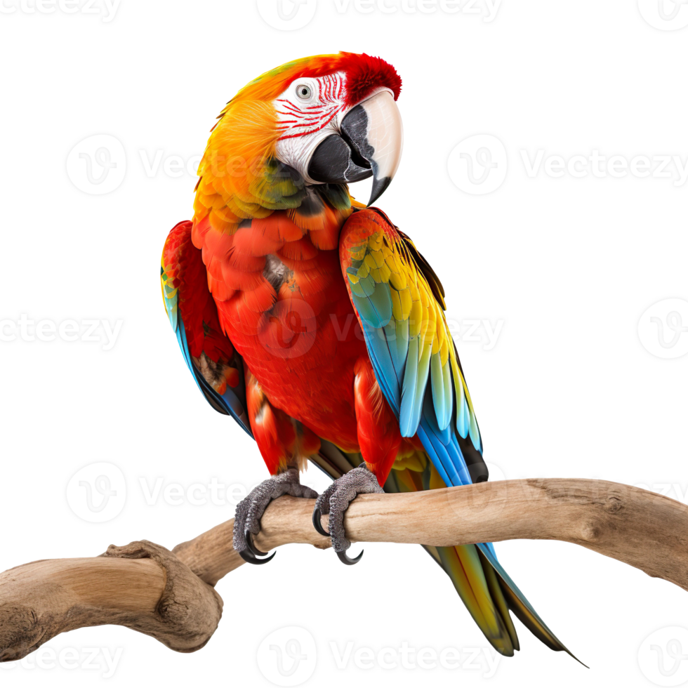 A happy parrot sitting on a branch isolated on transparent background png