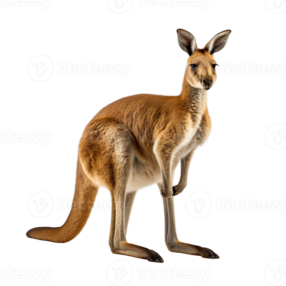 a kangaroo side view isolated on transparent background png
