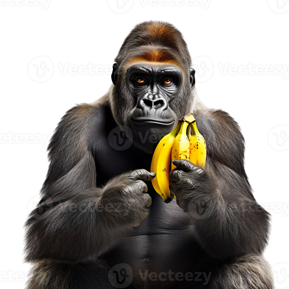 a gorilla holding a banana isolated on transparent background png