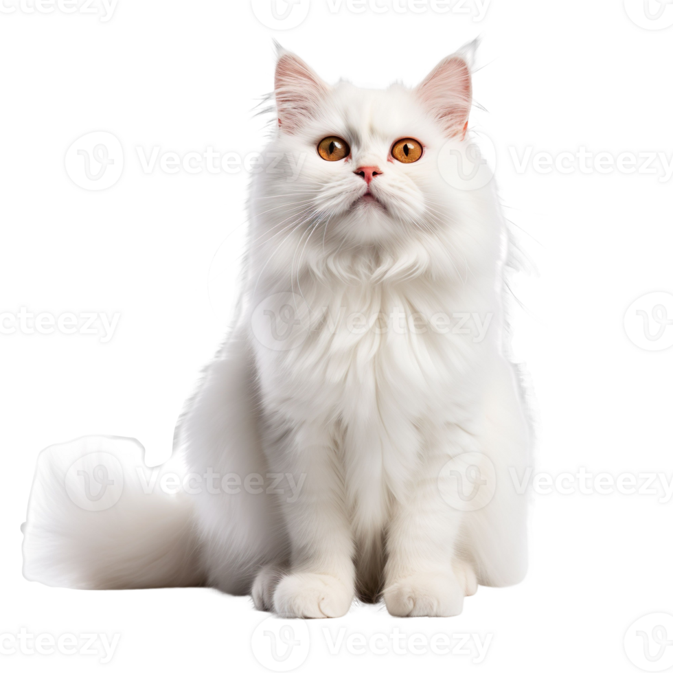 A cute white cat sitting gracefully isolated on transparent background png