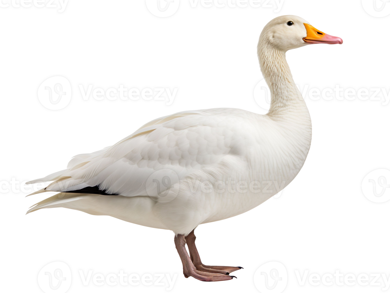 A white goose stands isolated on transparent background png