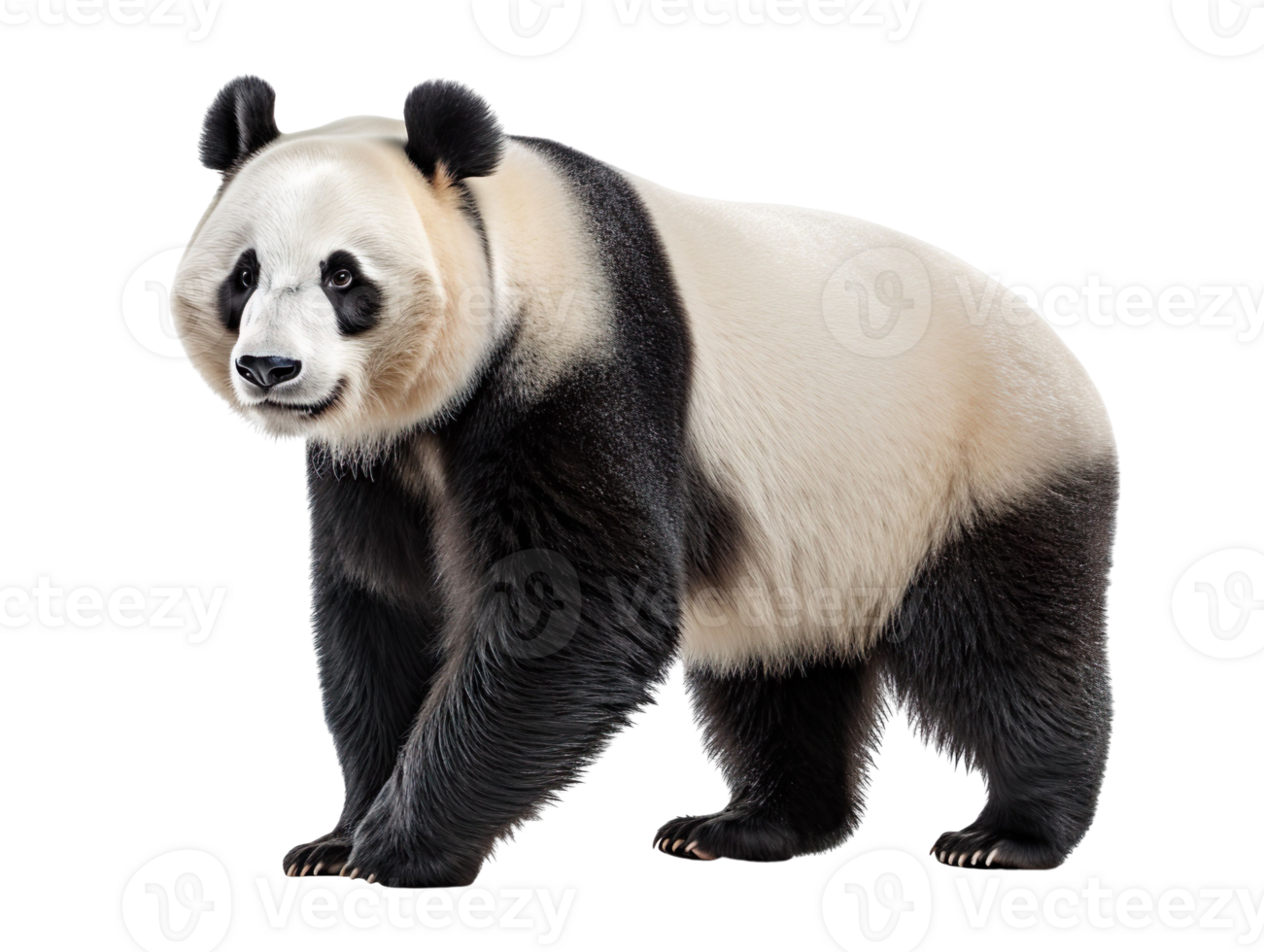 a panda bear isolated on transparent background png
