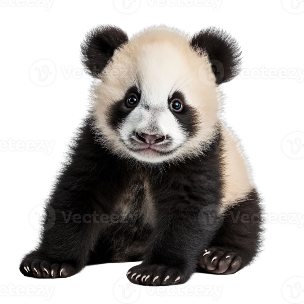 a playful panda cub isolated on transparent background png