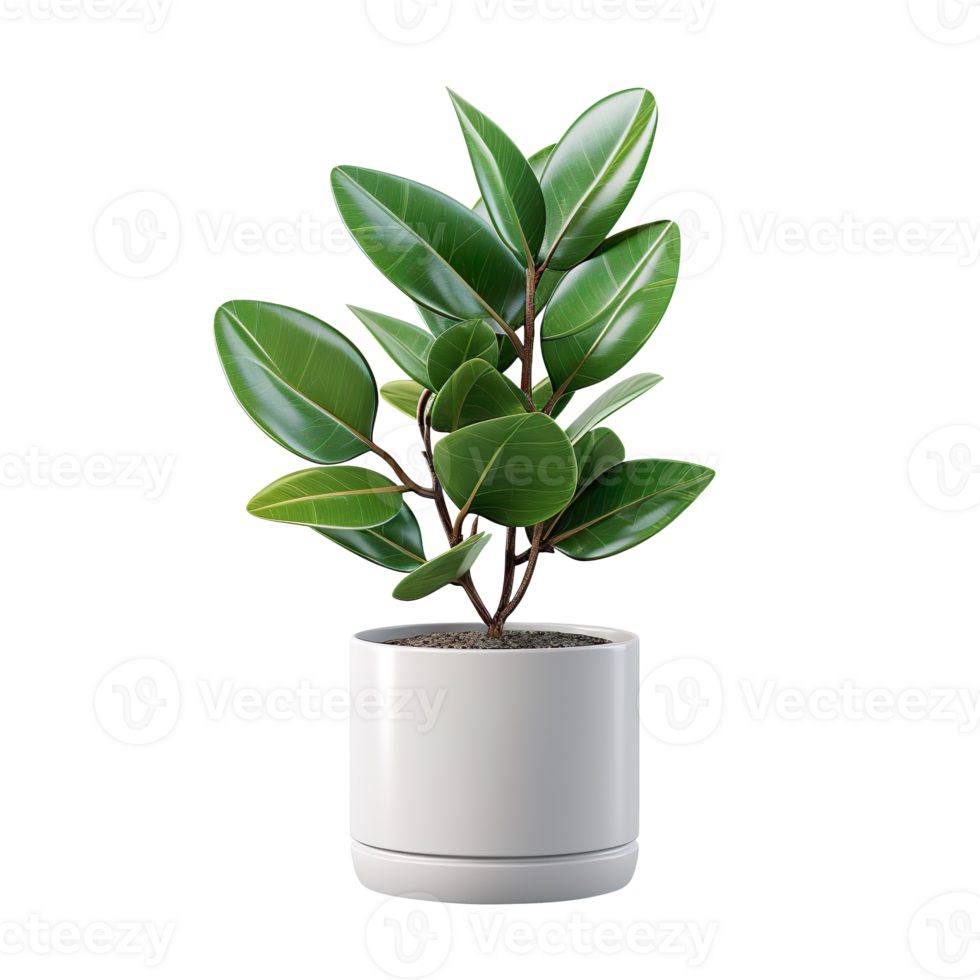 a potted plant with green leaves isolated on transparent background png
