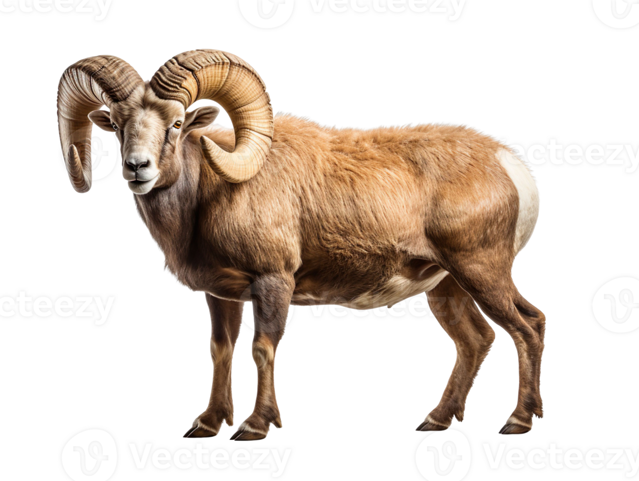 a ram with big horns isolated on transparent background png