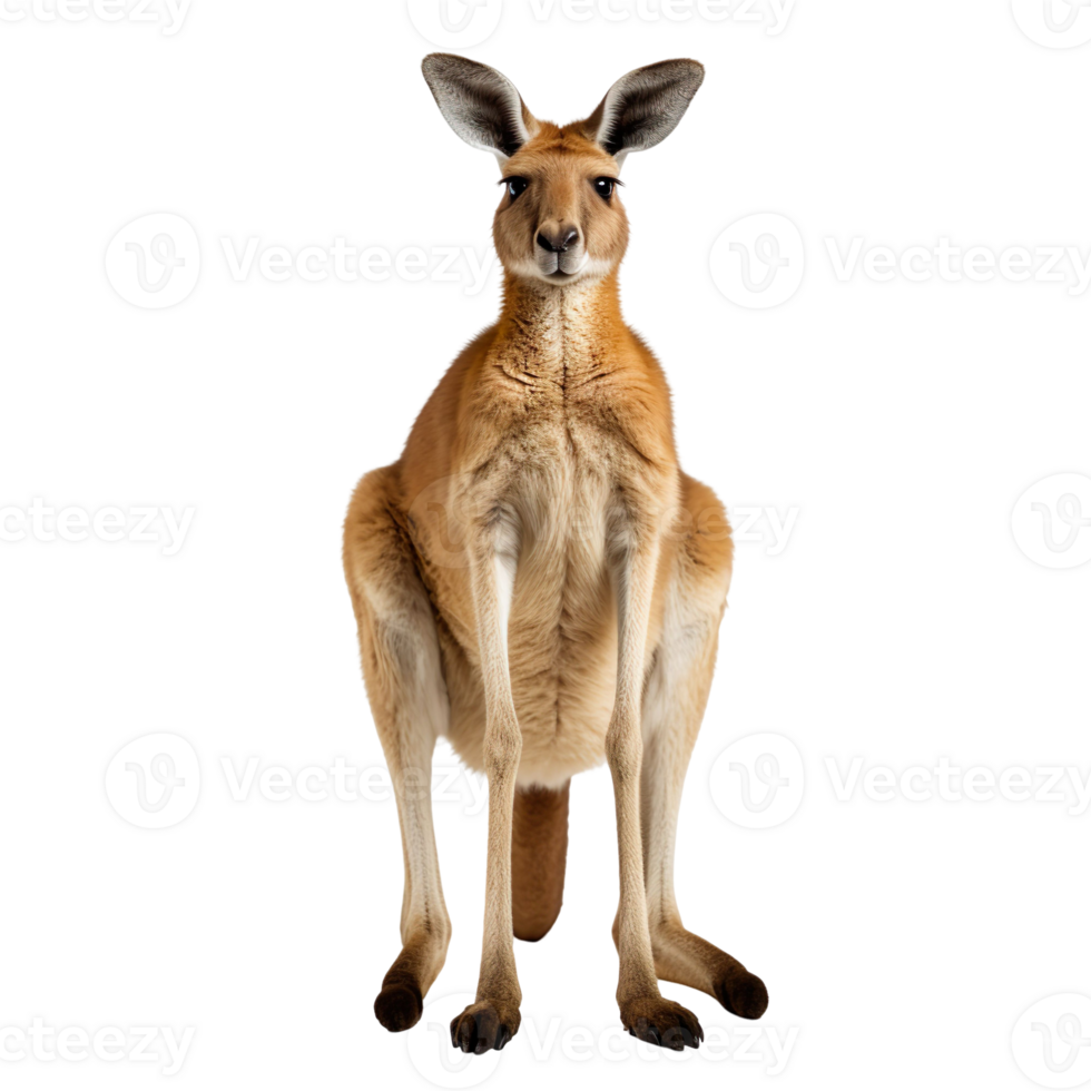 Australian kangaroo standing isolated on transparent background png