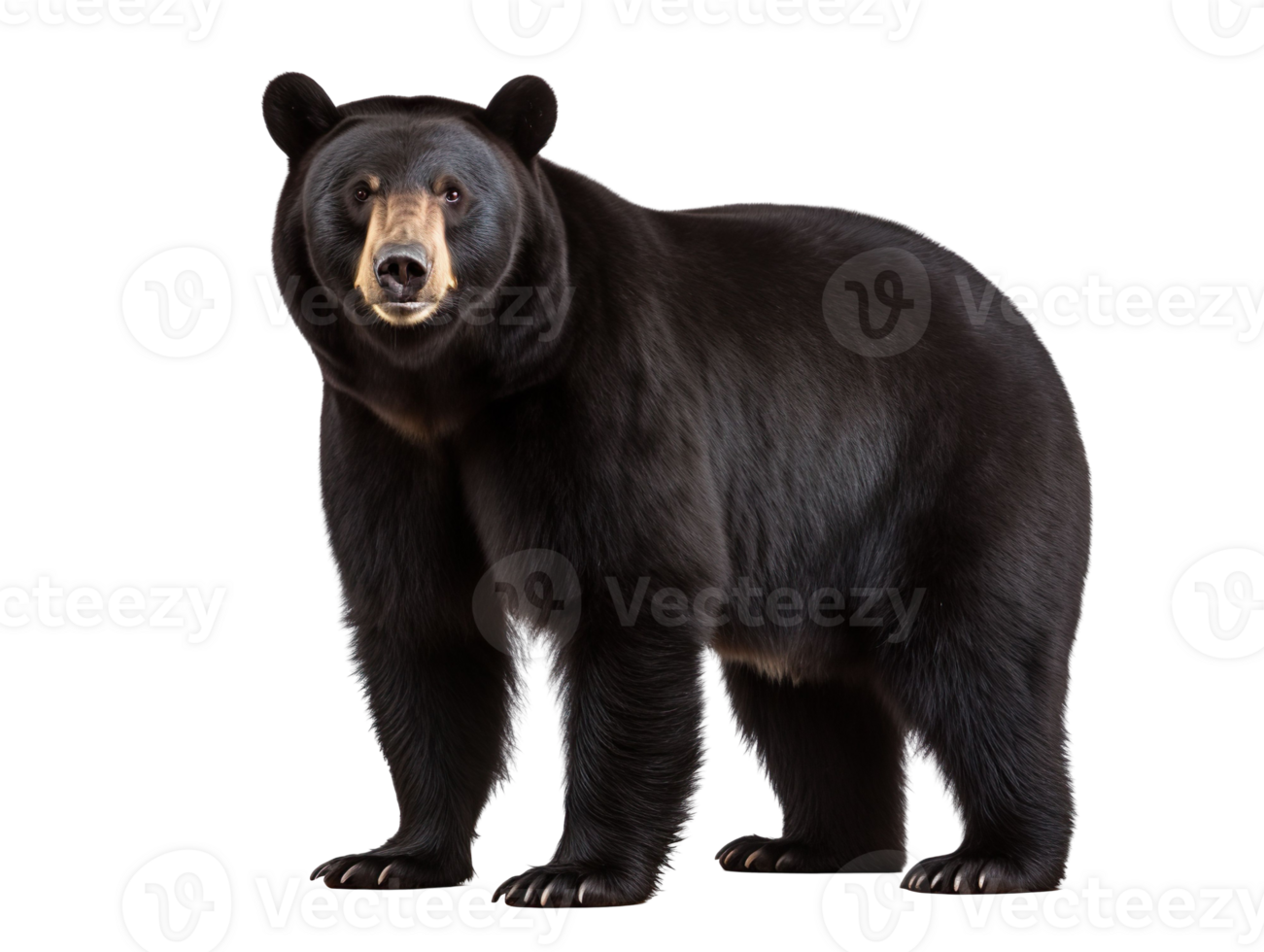 An American black bear isolated on transparent background png