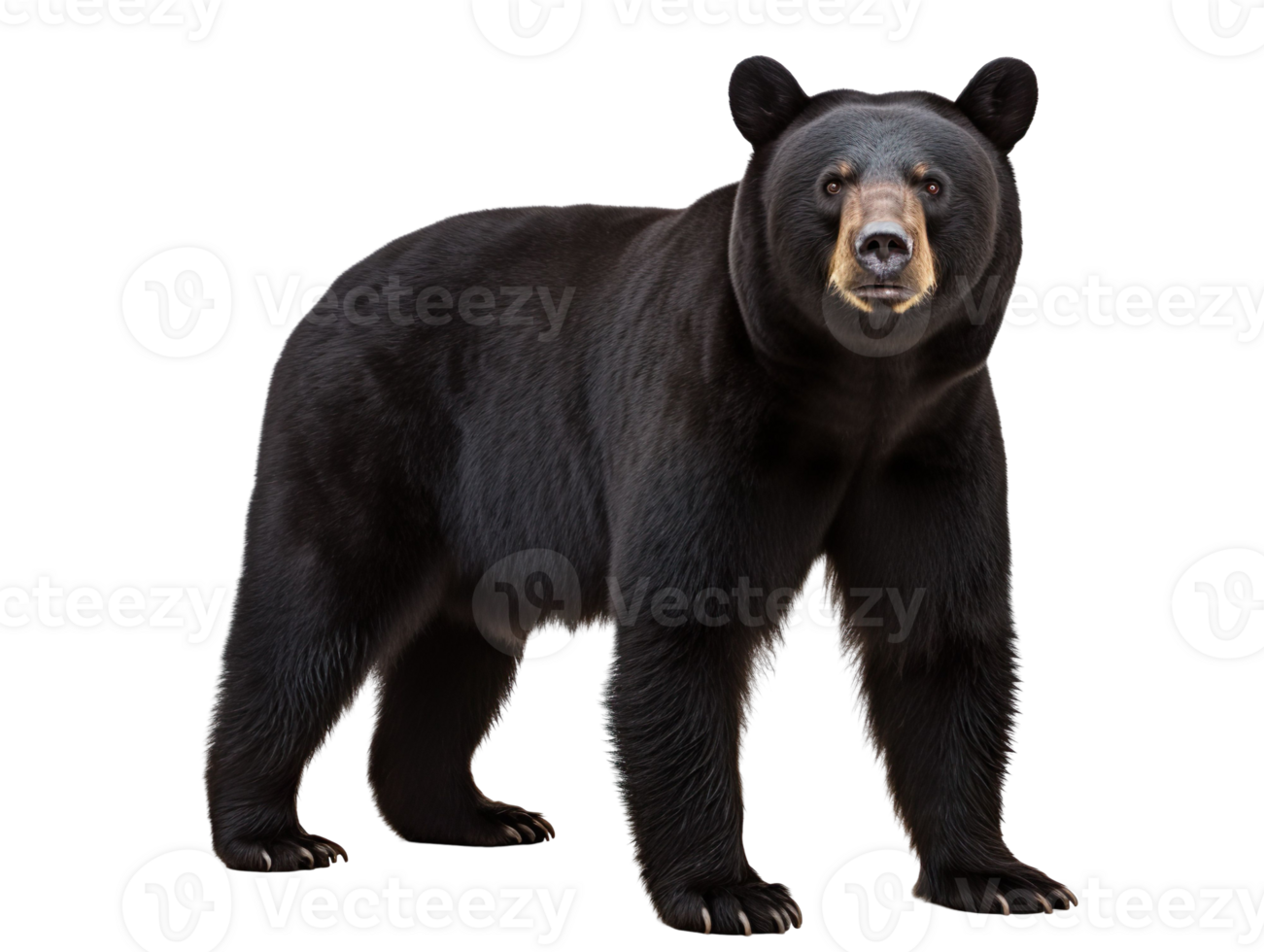 American black bear isolated on transparent background png