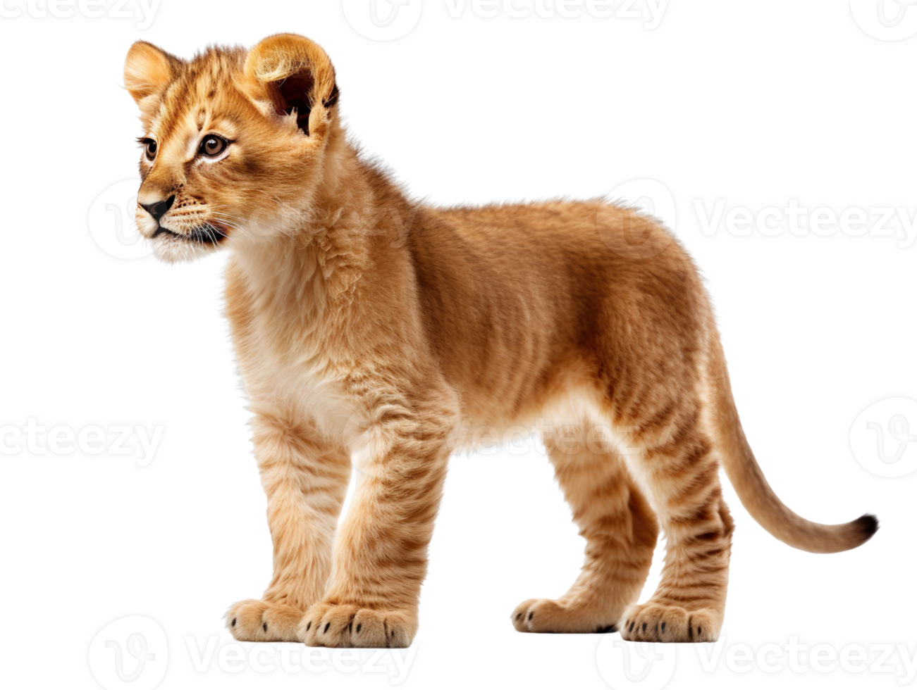 baby lion standing isolated on transparent background png