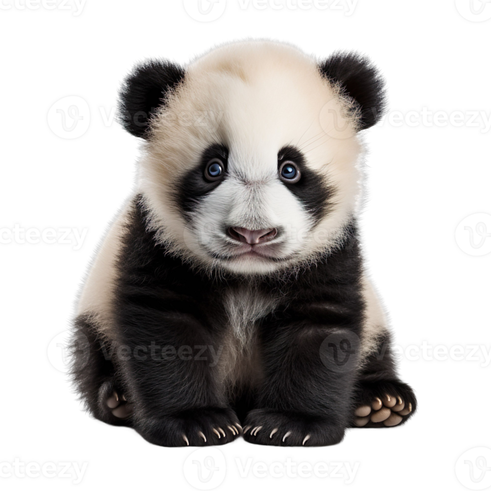Baby panda isolated on transparent background png