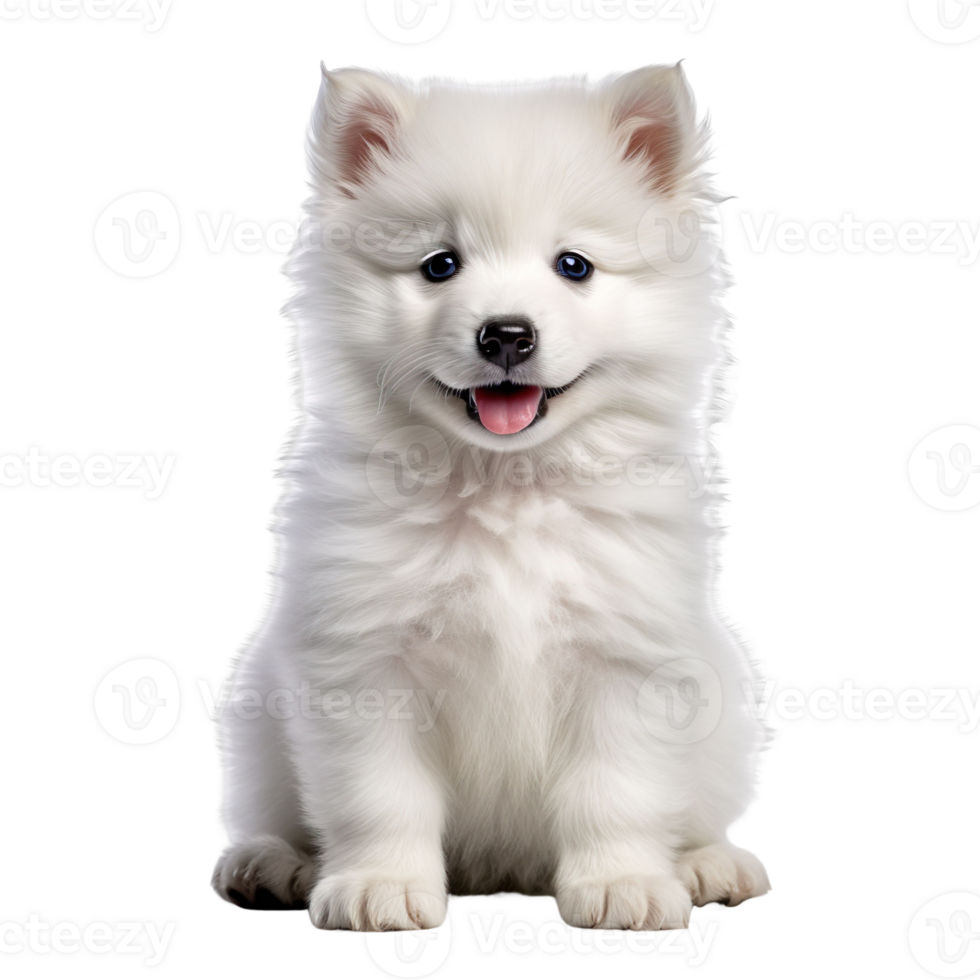 Baby Samoyed isolated on transparent background png