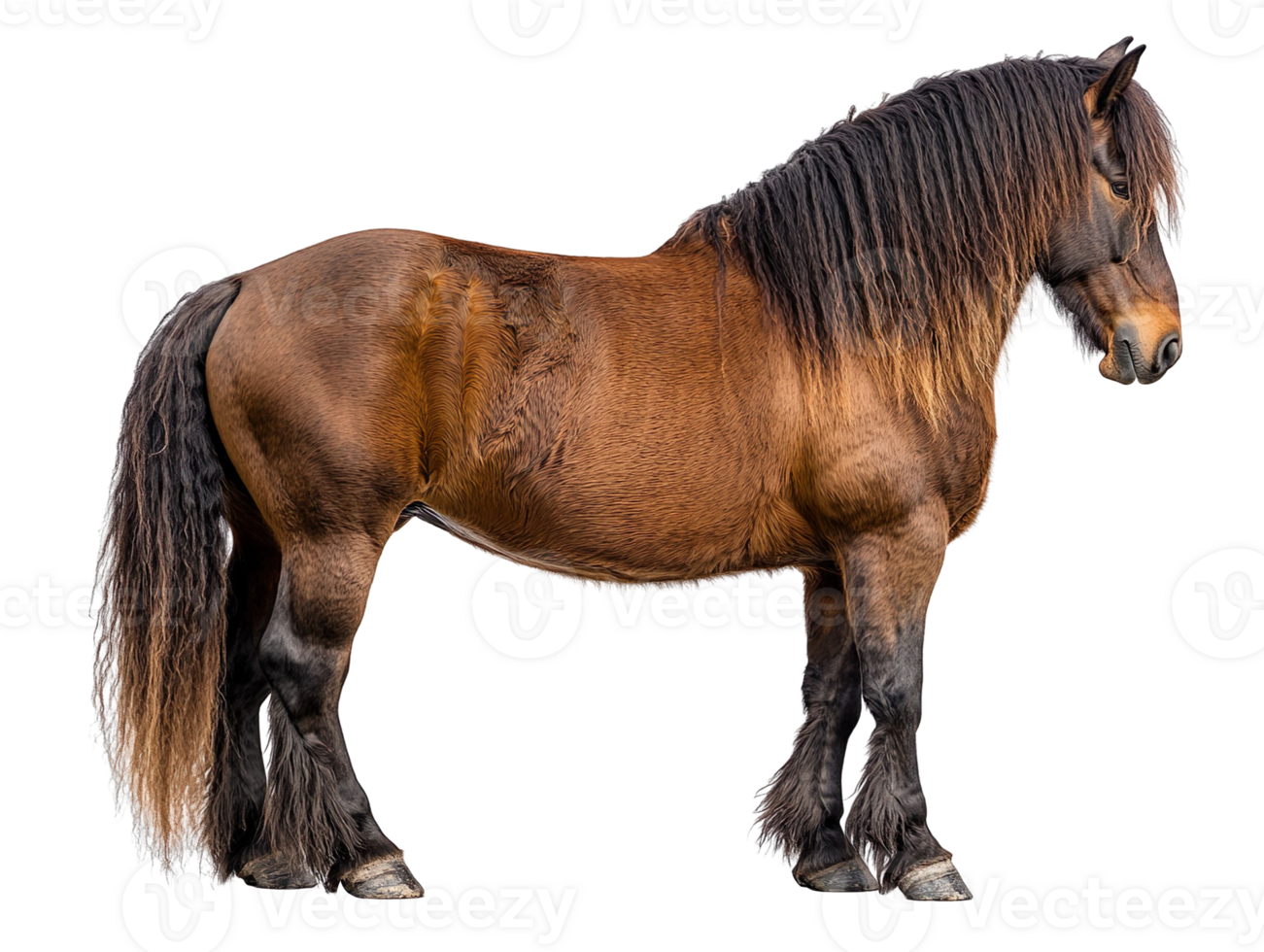 Belgian Draft Horse Rear View isolated on transparent background png
