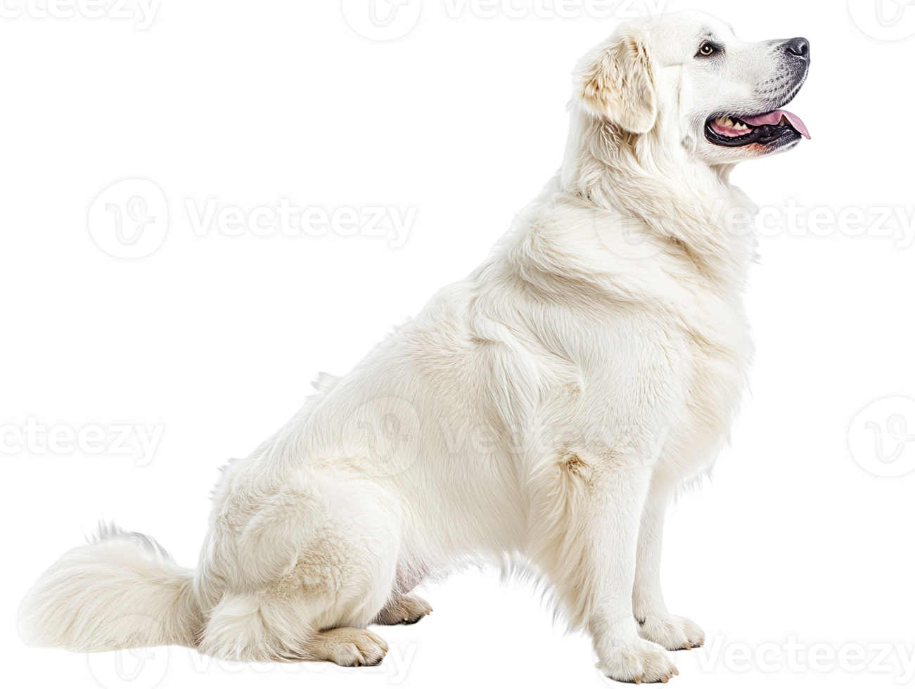 Beautiful pyrenean mastiff dog isolated on transparent background png